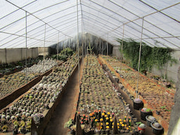 Flower Nurseries
