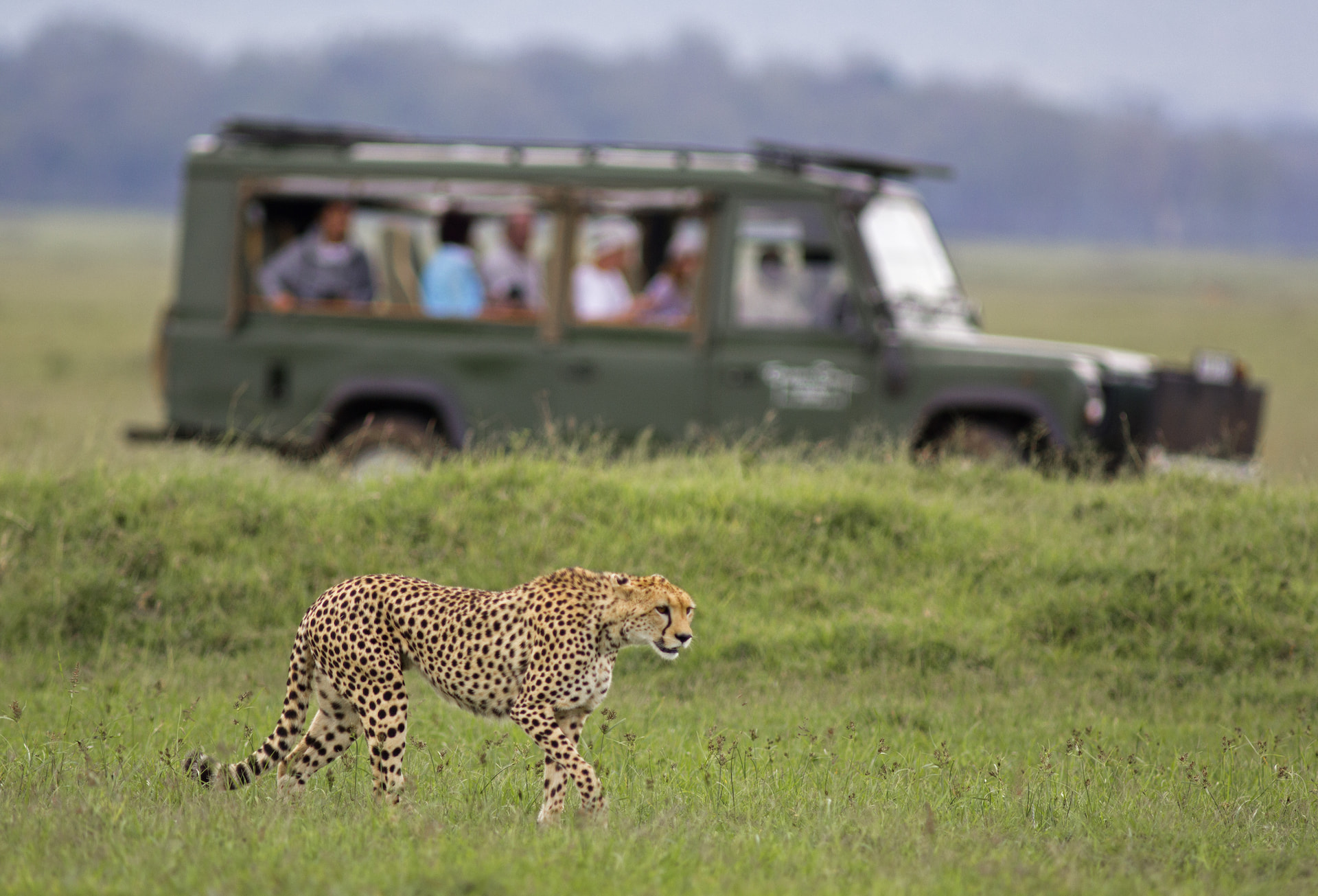 Masai Mara Game Drive