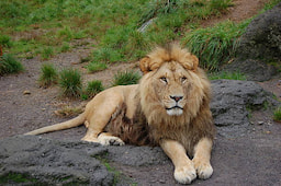 Gir National Park