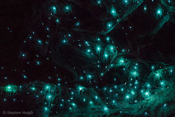 Glow Worm Experience 1