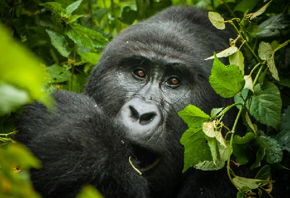Gorilla Trekking