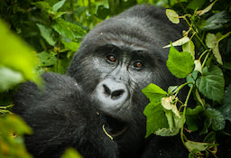 Gorilla Trekking