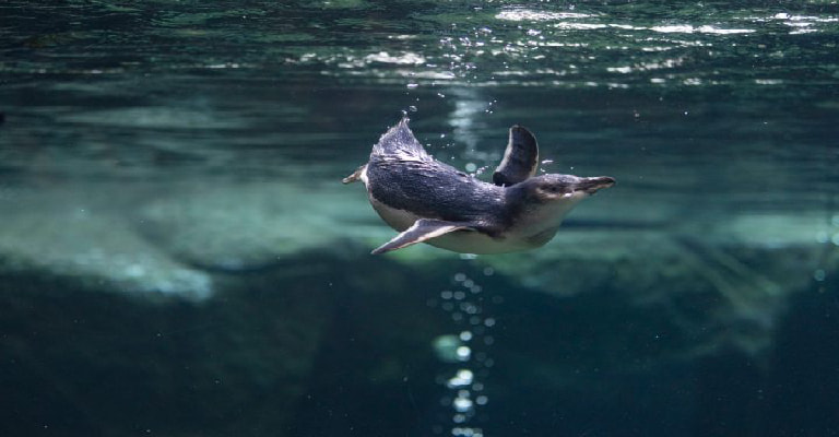 Penguin Rescue
