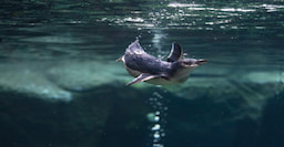 Penguin Rescue