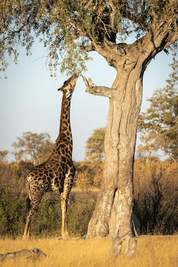 Hwange National Park