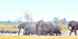 Hwange National Park