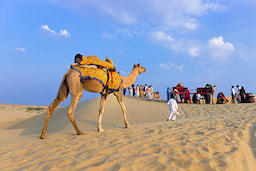 Camel Ride