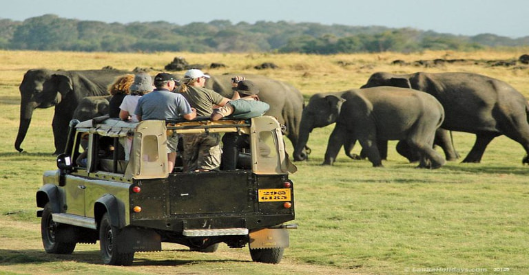 Jeep Safari (Yala National Park )