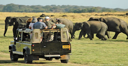Jeep Safari (Yala National Park )
