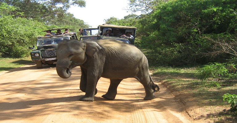 Jeep Safari (Yala National Park )