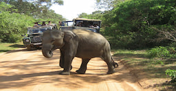 Jeep Safari (Yala National Park )
