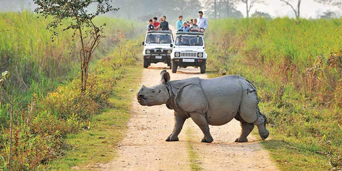 Jeep Safari - 0