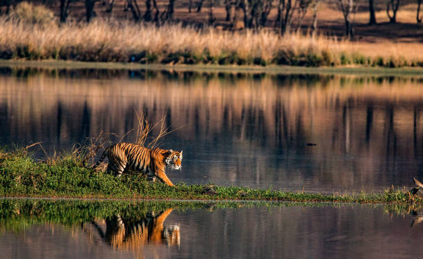 Kanha National Park 2