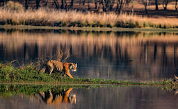 Kanha National Park 2