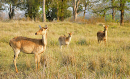 Kanha National Park 3