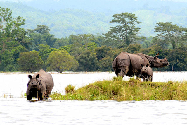 kaziranga national park