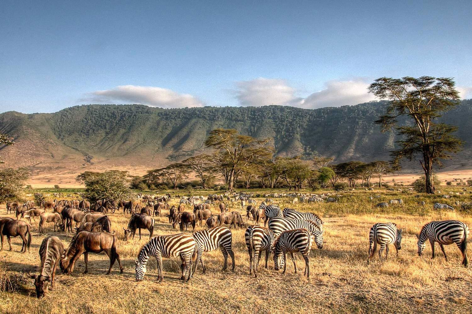 Serengeti National Park Game Drive