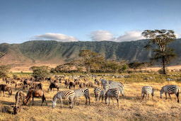 Serengeti National Park Game Drive