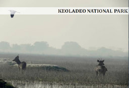 Keoladeo_Ghana