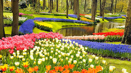 Kuekenhof Gardens