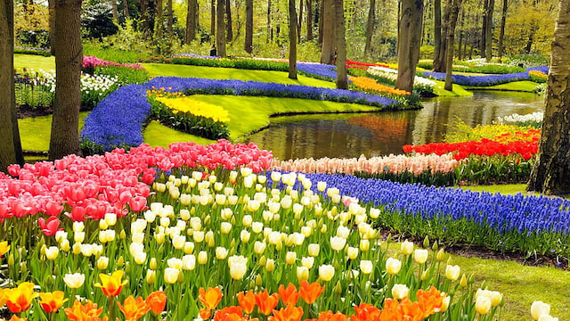 keukenhof gardens image