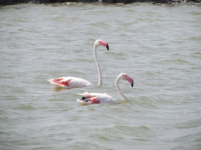 Khijadiya Bird Sanctuary