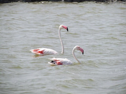Khijadiya Bird Sanctuary