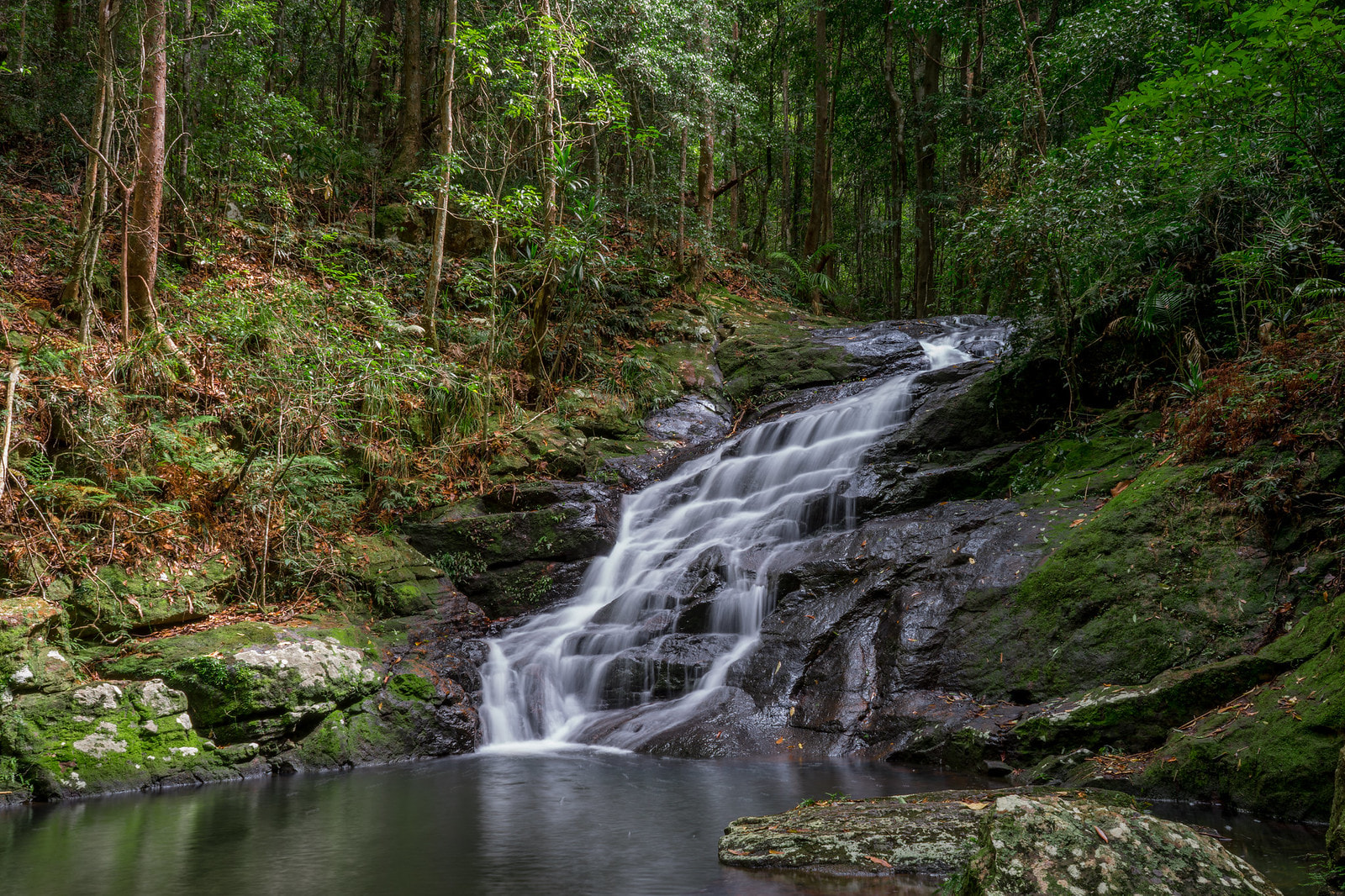 Kondalilla National Park 1