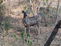 Kumbhalgarh Wildlife Sanctuary