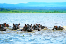 Lake Naivasha 2