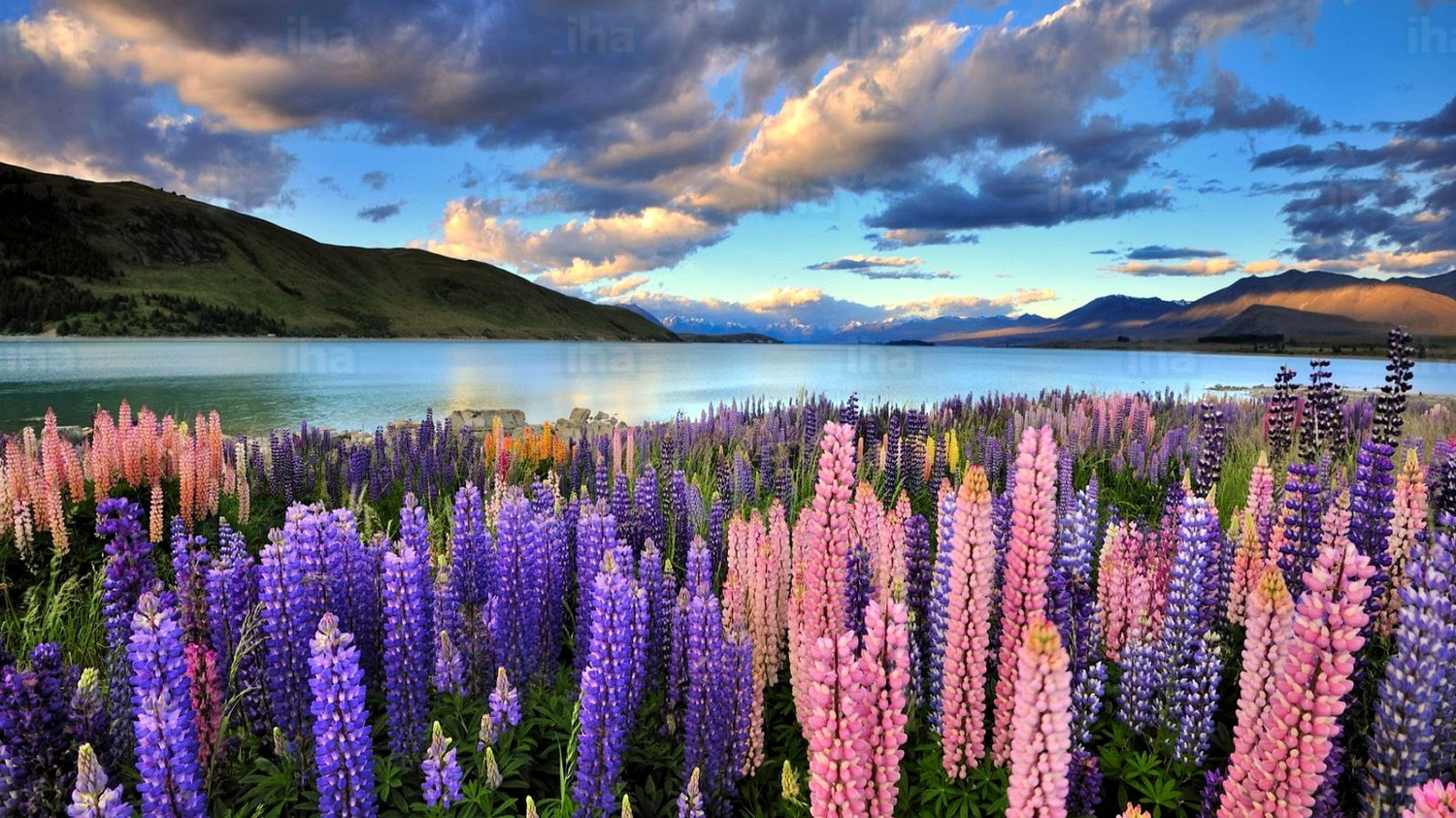 Lake Tekapo