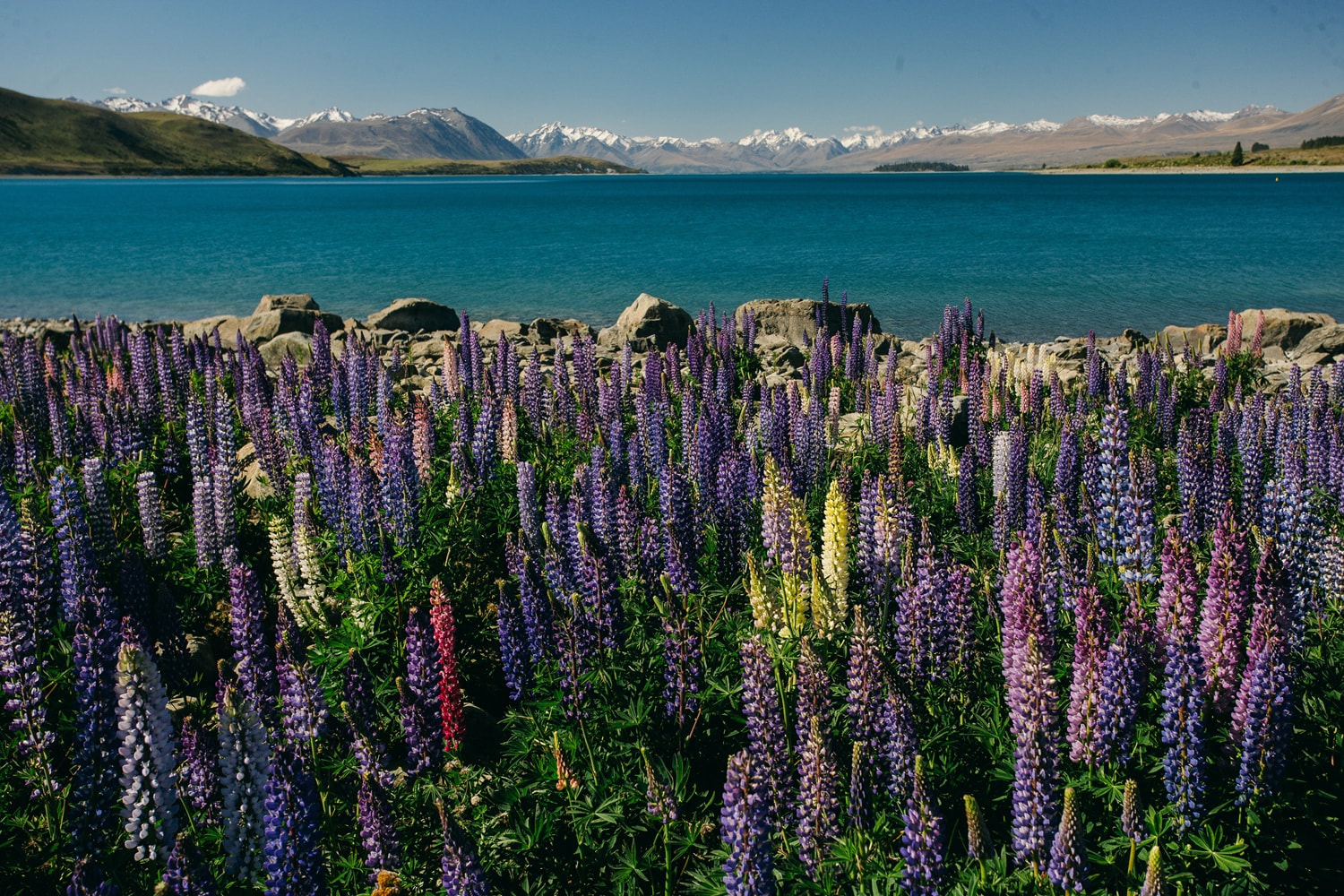 Lake Tekapo 1