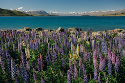 Lake Tekapo 1
