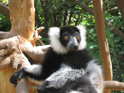 Lemurs Park