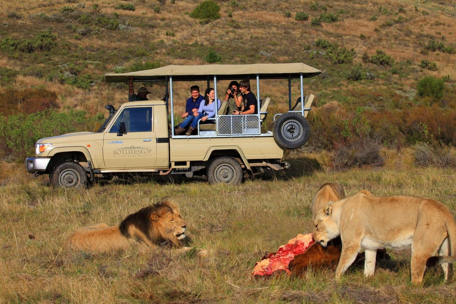 Lions On Game Drive
