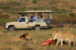 Lions On Game Drive