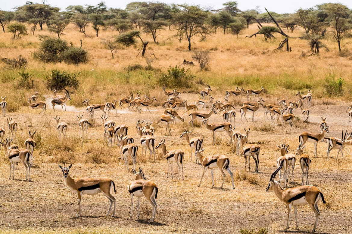 masai afternoon