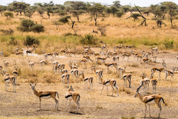 masai afternoon