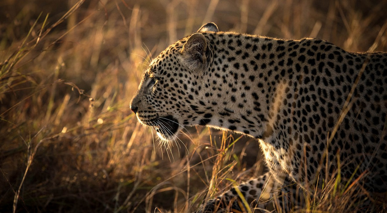 masai afternoon 1
