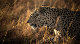 masai afternoon 1