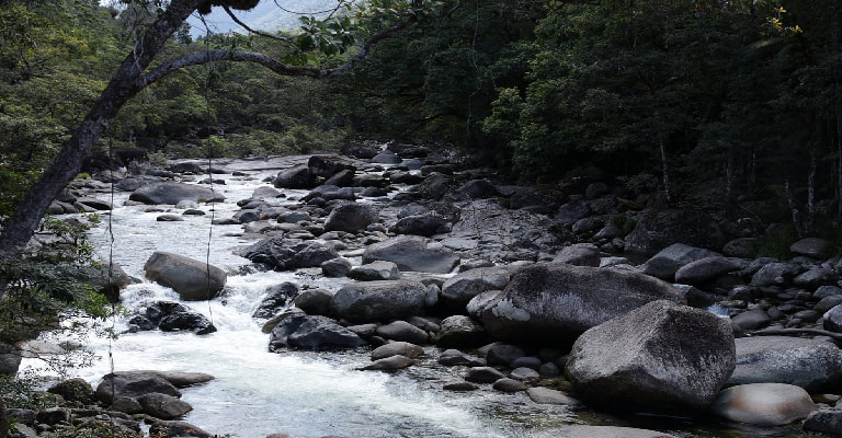 Mossman Gorge Tours And Guided Dreamtime Walks