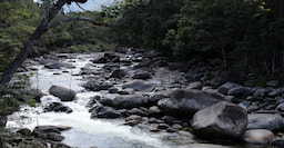 Mossman Gorge Tours And Guided Dreamtime Walks