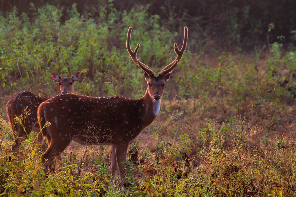 Nagarahole National Park And Tiger Reserve