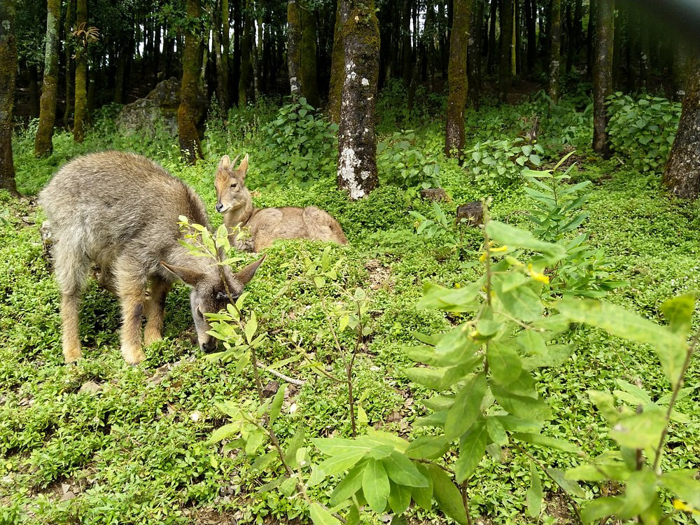 Nainital Zoo