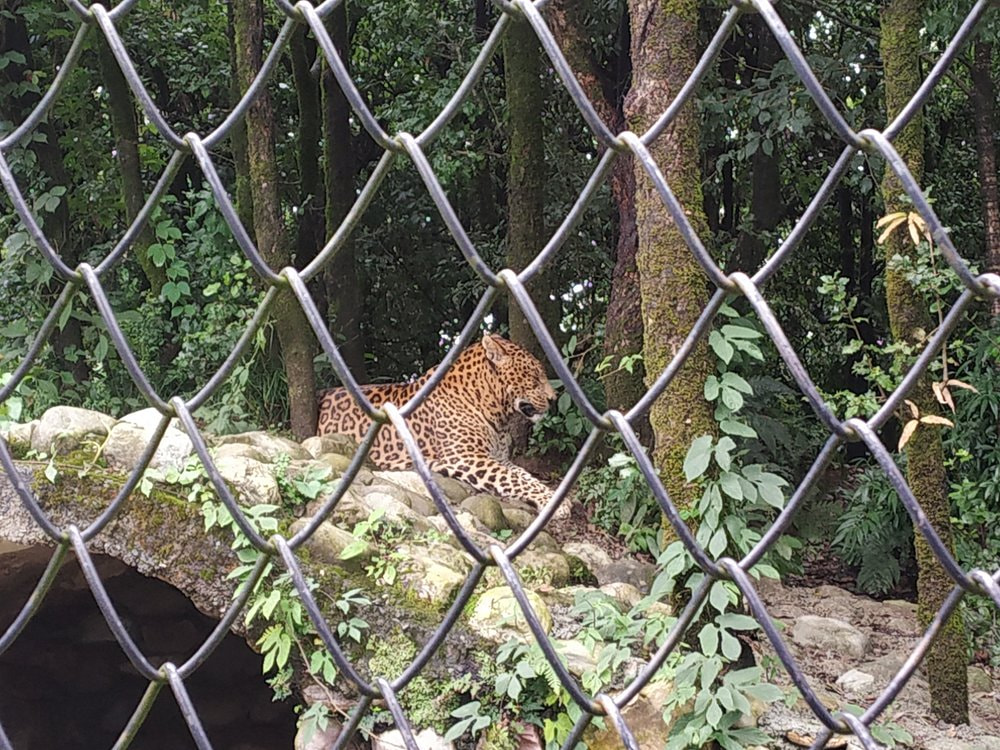Nainital Zoo
