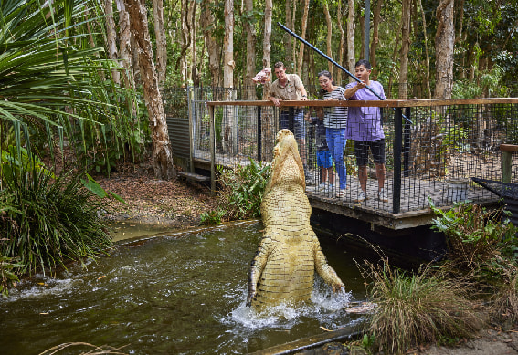 Crocodile Adventures