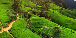 Nuwara Eliya 1