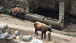 Padmaja Naidu Himalayan Zoological Park