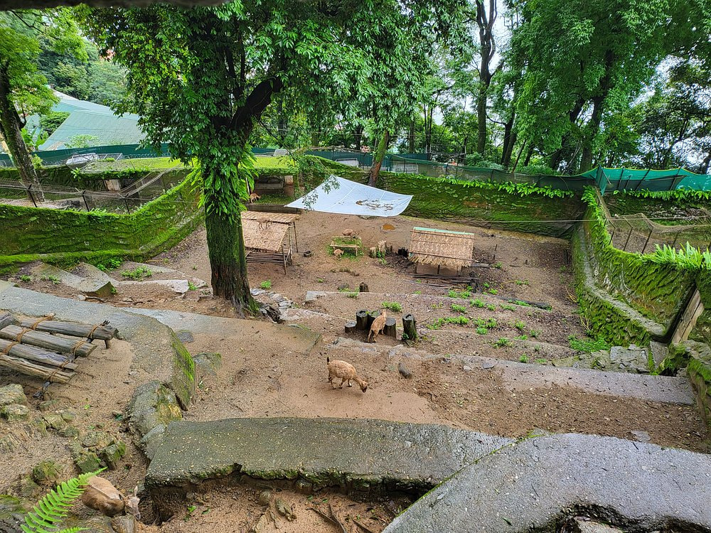 Padmaja Naidu Himalayan Zoological Park
