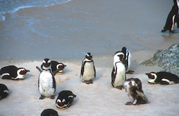 Phillip Island 1